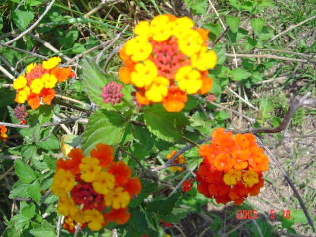 dsc04976.jpg