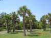 dsc04991_small.jpg